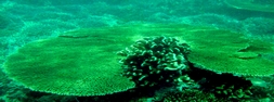 Andaman Photos