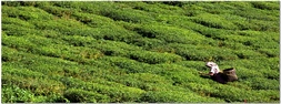 Darjeeling Photos