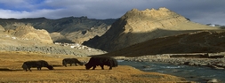 Leh Ladakh Photos